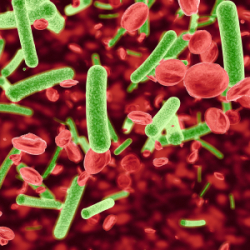 microbiological image