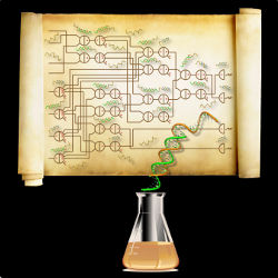 wiring diagram specifying a biochemical circuit