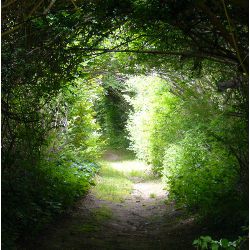 Do Patent Commons and Standards-Setting Organizations Help Navigate Patent Thickets?, illustrative photo