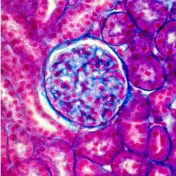 Cell-Graphs, illustrative photo