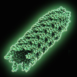 inovirus, illustration