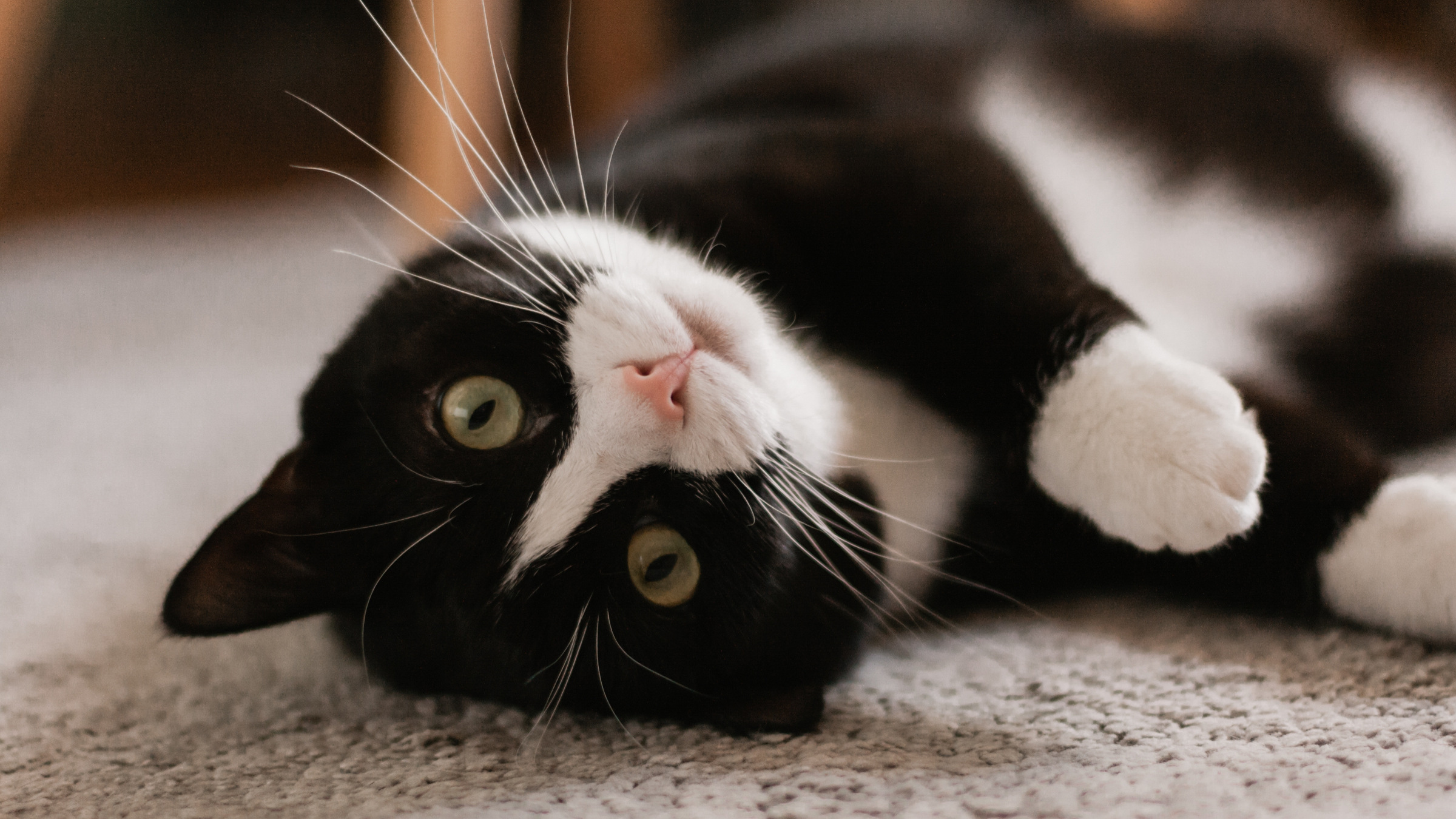 black and white cat lying on his back staring at the camera